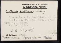 Collybia kauffmanii image