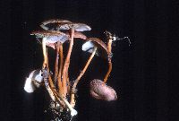 Gymnopus dryophilus image