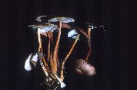 Gymnopus dryophilus image