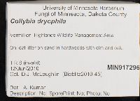 Gymnopus dryophilus image