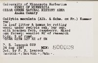 Rhodocollybia maculata image