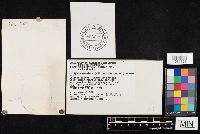 Rhodocollybia maculata image