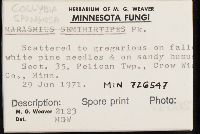 Collybia spongiosa image