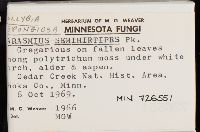 Collybia spongiosa image