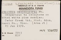 Collybia spongiosa image