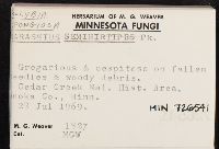 Collybia spongiosa image