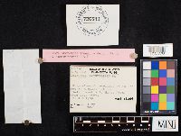 Collybia spongiosa image