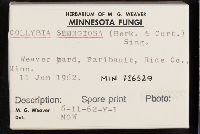 Collybia spongiosa image