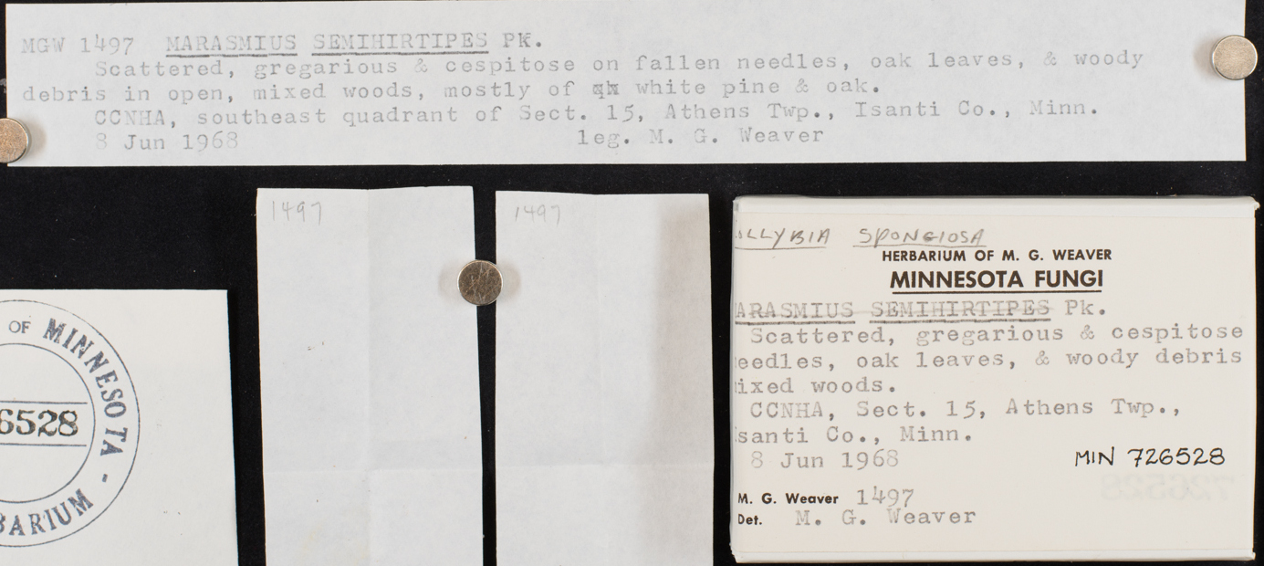 Collybia spongiosa image