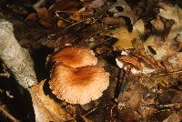 Collybia spongiosa image