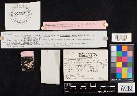 Collybia spongiosa image