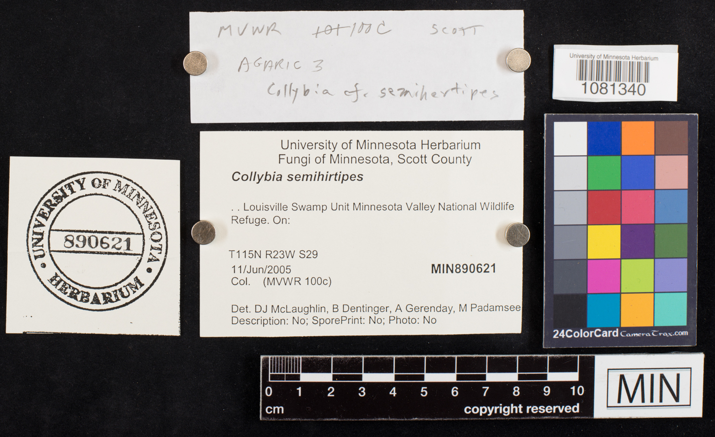 Gymnopus semihirtipes image