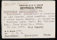 Collybia spongiosa image