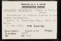 Collybia spongiosa image