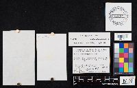 Media resource of Collybia subsulphurea