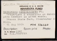 Collybia spongiosa image