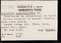 Collybia spongiosa image