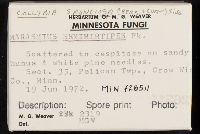 Collybia spongiosa image