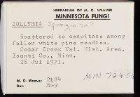 Collybia spongiosa image