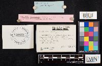 Collybia spongiosa image