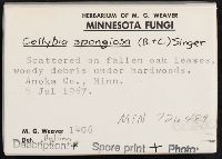 Collybia spongiosa image