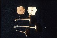 Collybia spongiosa image