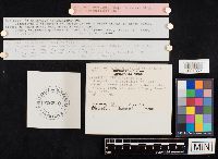 Collybia spongiosa image