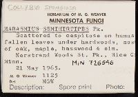 Collybia spongiosa image