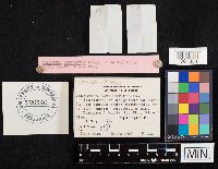 Collybia spongiosa image