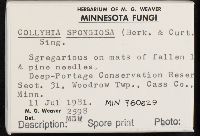 Collybia spongiosa image