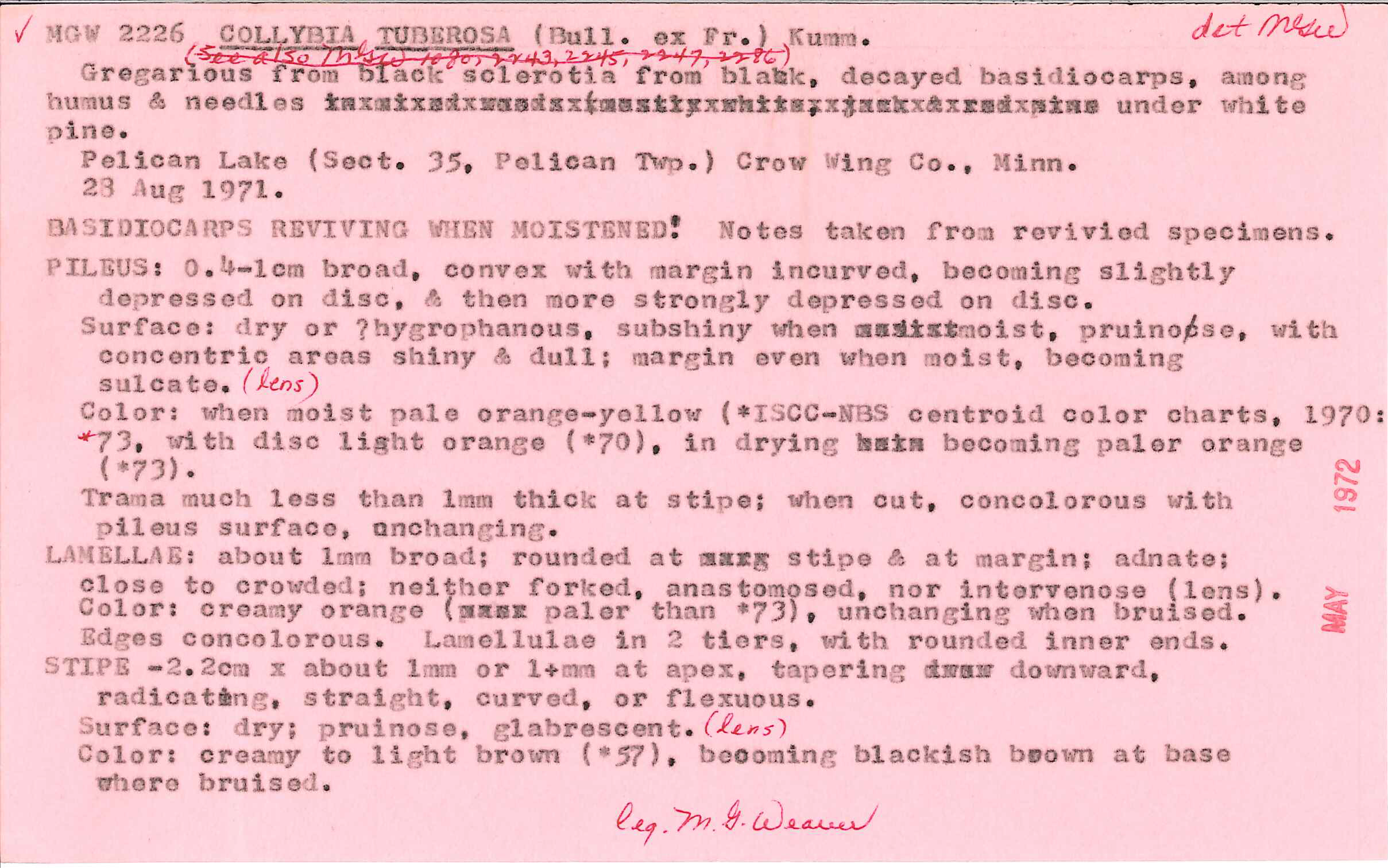 Collybia tuberosa image