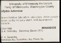 Collybia tuberosa image