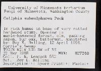 Collybia subsulphurea image