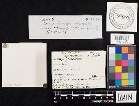 Media resource of Conocybe siennophylla