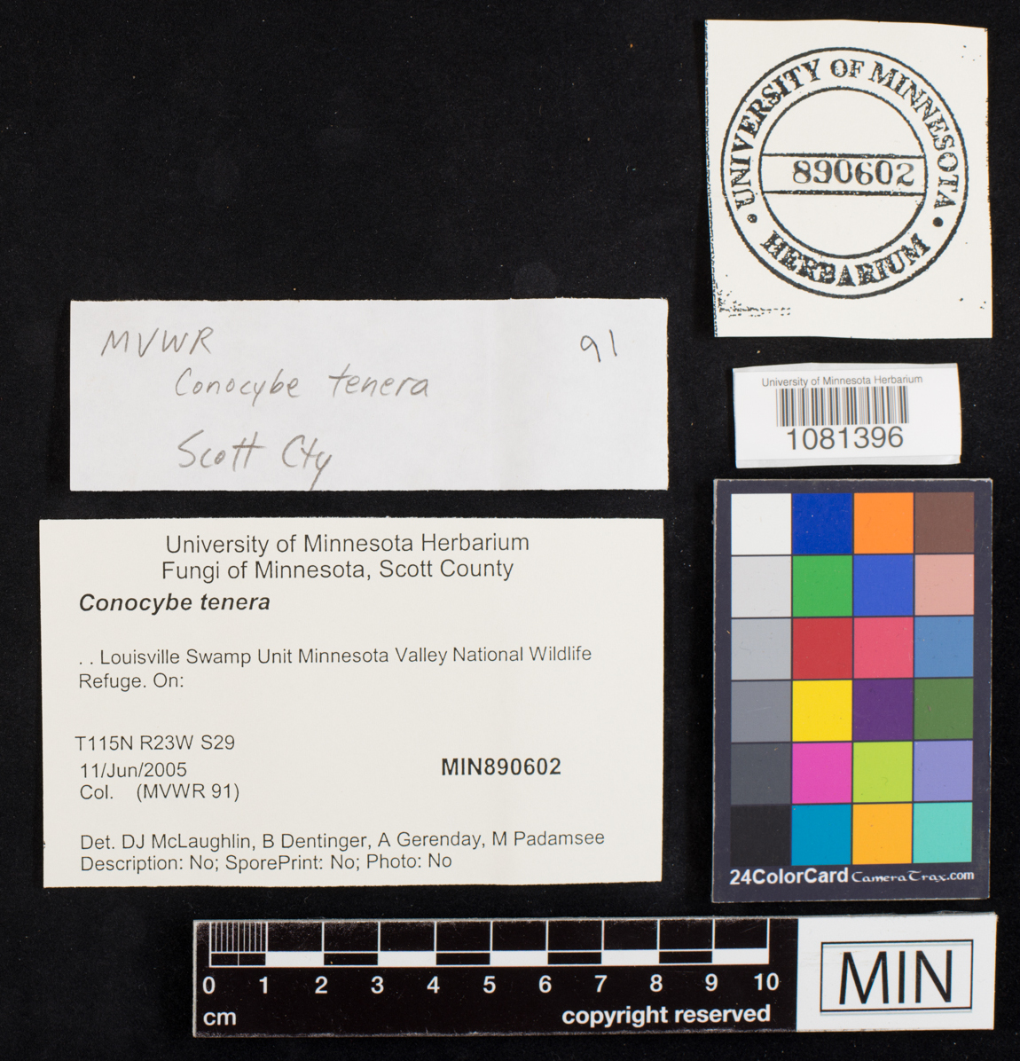 Conocybe tenera image