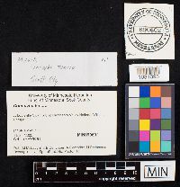 Media resource of Conocybe tenera