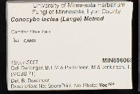 Conocybe apala image