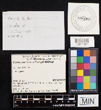 Media resource of Bolbitius tener