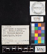 Conocybe apala image