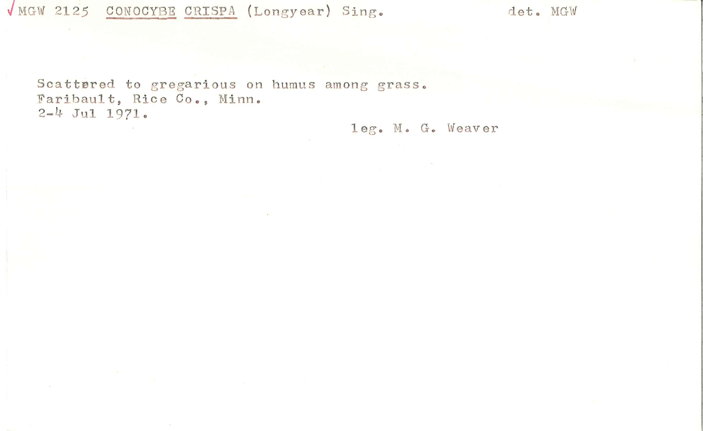 Conocybe crispa image