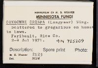 Conocybe crispa image