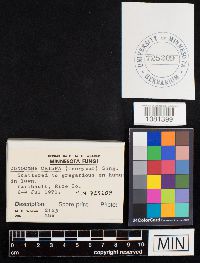 Conocybe crispa image