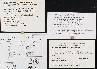 Conocybe apala image