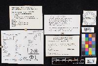 Conocybe apala image