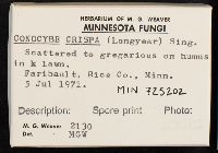 Conocybe crispa image