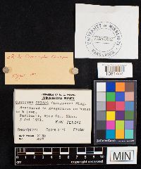 Conocybe crispa image