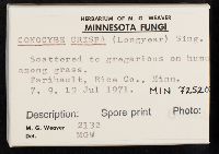 Conocybe crispa image