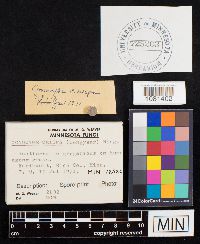 Conocybe crispa image