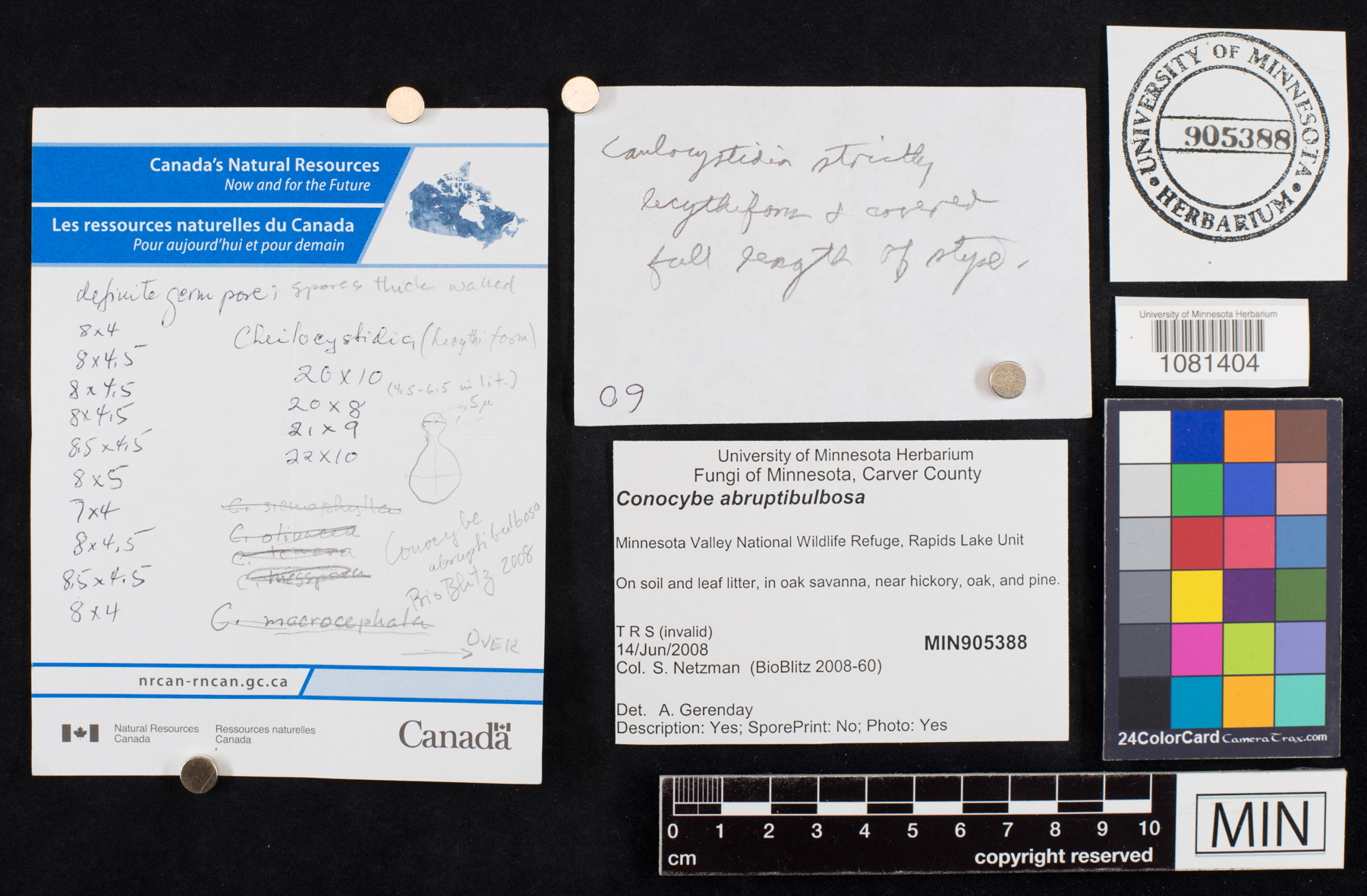 Conocybe macrocephala image
