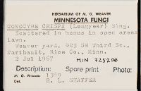 Conocybe crispa image